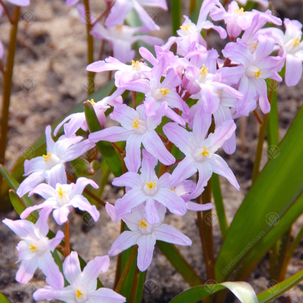 Chionodoxa Pink Giant -MASTER-