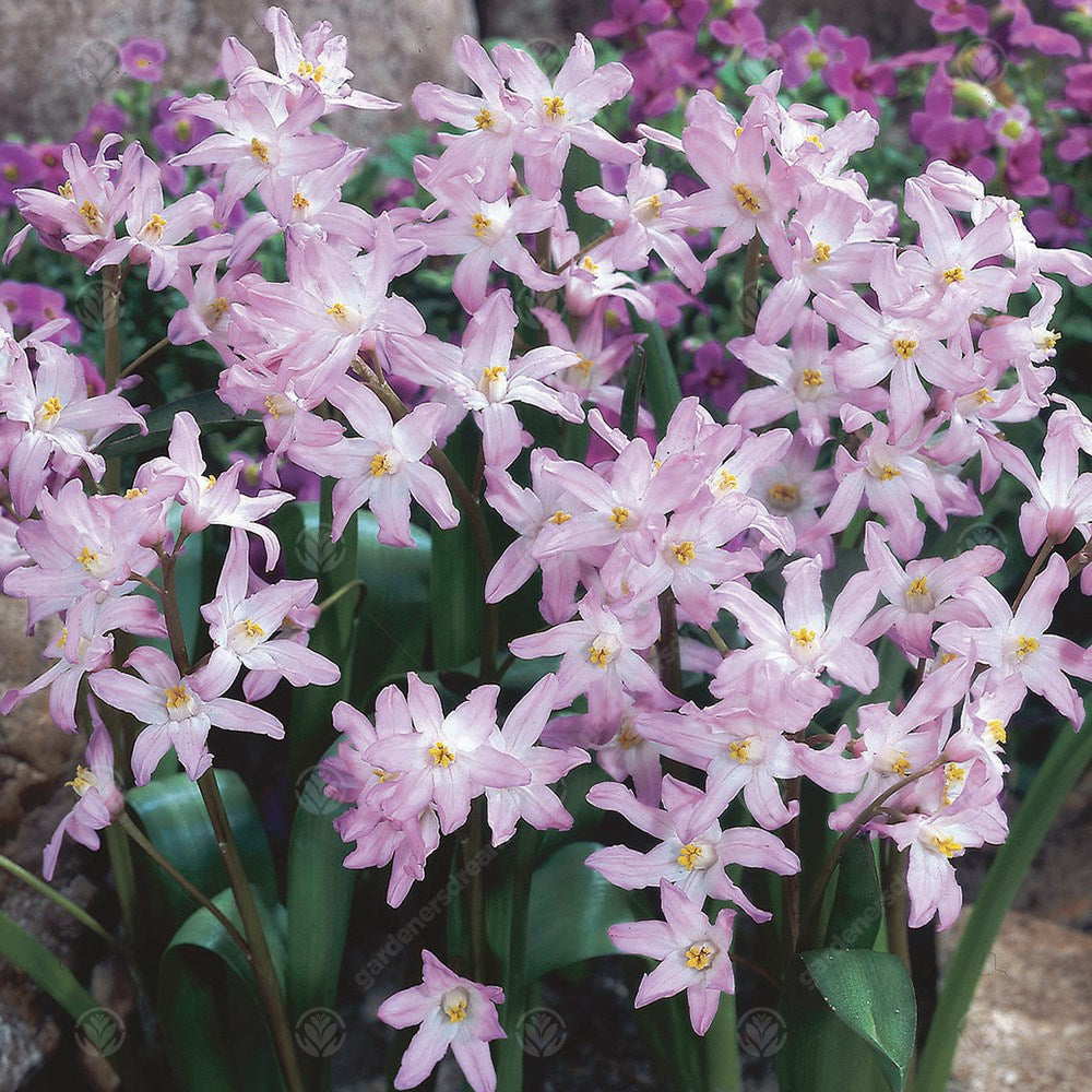 Chionodoxa Pink Giant -MASTER-