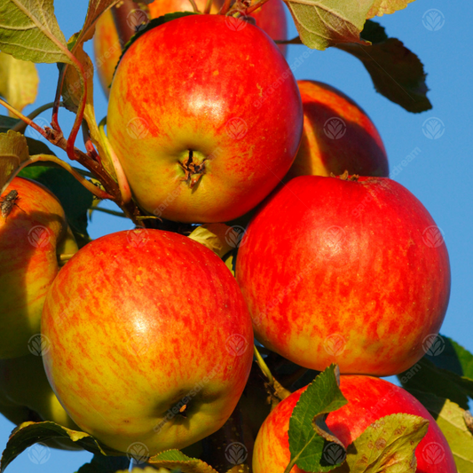 Apple Red Falstaff (12L, 4-5ft)