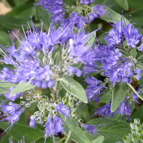 Caryopteris Heavenly Blue (9cm)
