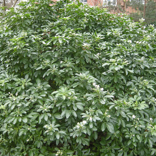 Choisya Ternata (9cm)