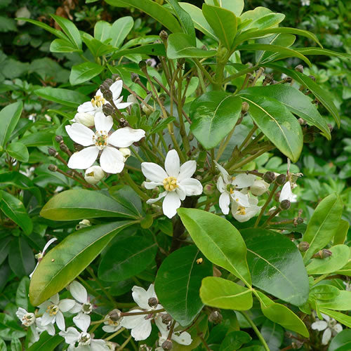Choisya Ternata (9cm)