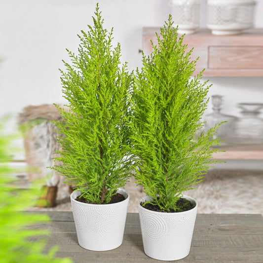 Cupressus Wilma (10cm, Pack of 2)