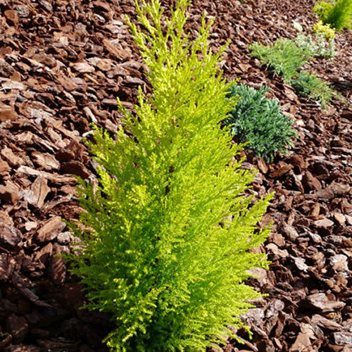 Cupressus Wilma (10cm, Pack of 2)