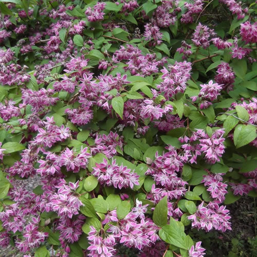 Deutzia Strawberry Fields (9cm)