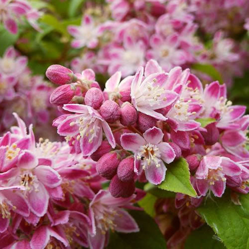 Deutzia Strawberry Fields (9cm)