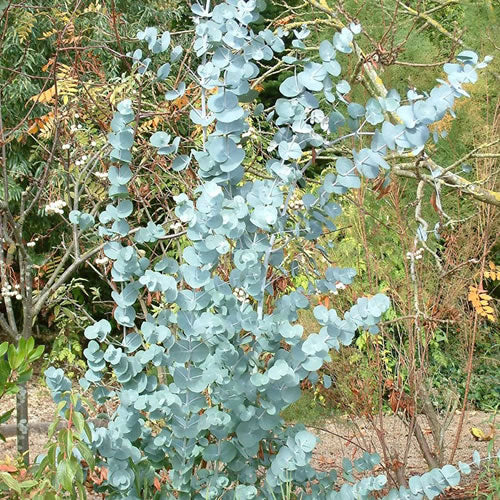 Eucalyptus Gunnii