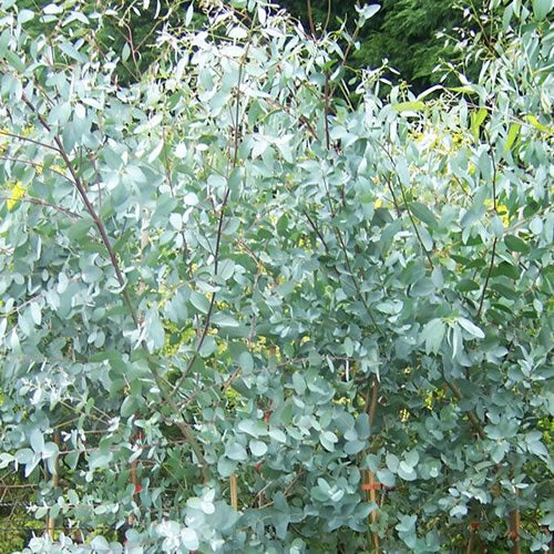 Eucalyptus Gunnii