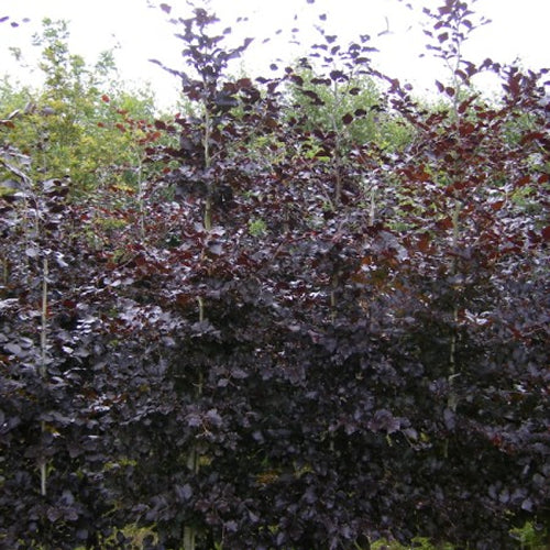 Fagus Atropurpurea (9cm)