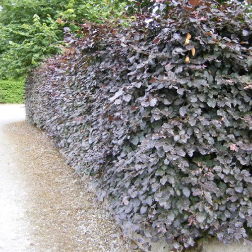 Fagus Atropurpurea (9cm, Pack of 25)