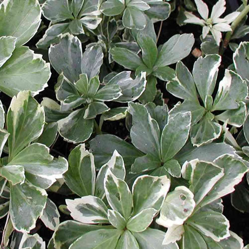 Pachysandra Variegata (9cm)