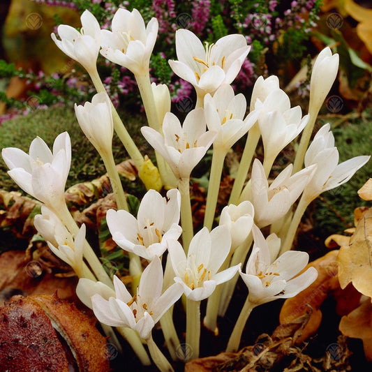 Crocus Colchicum Autumnale Album -MASTER-