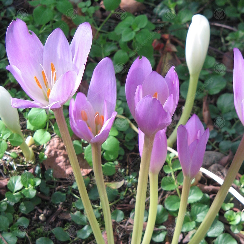 Crocus Colchicum Dick Trotter -MASTER-