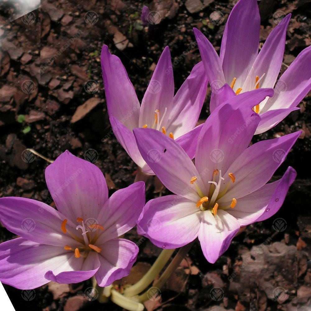 Crocus Colchicum Dick Trotter -MASTER-