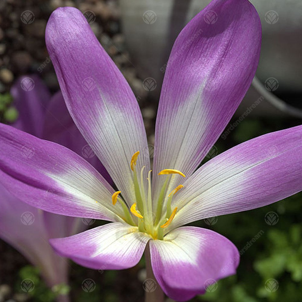 Crocus Colchicum Dick Trotter -MASTER-