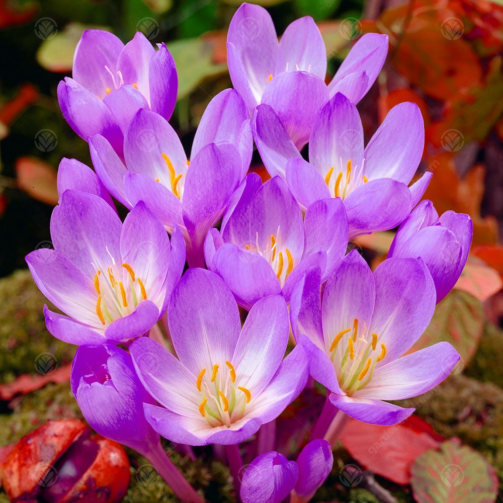 Crocus Colchicum Dick Trotter -MASTER-