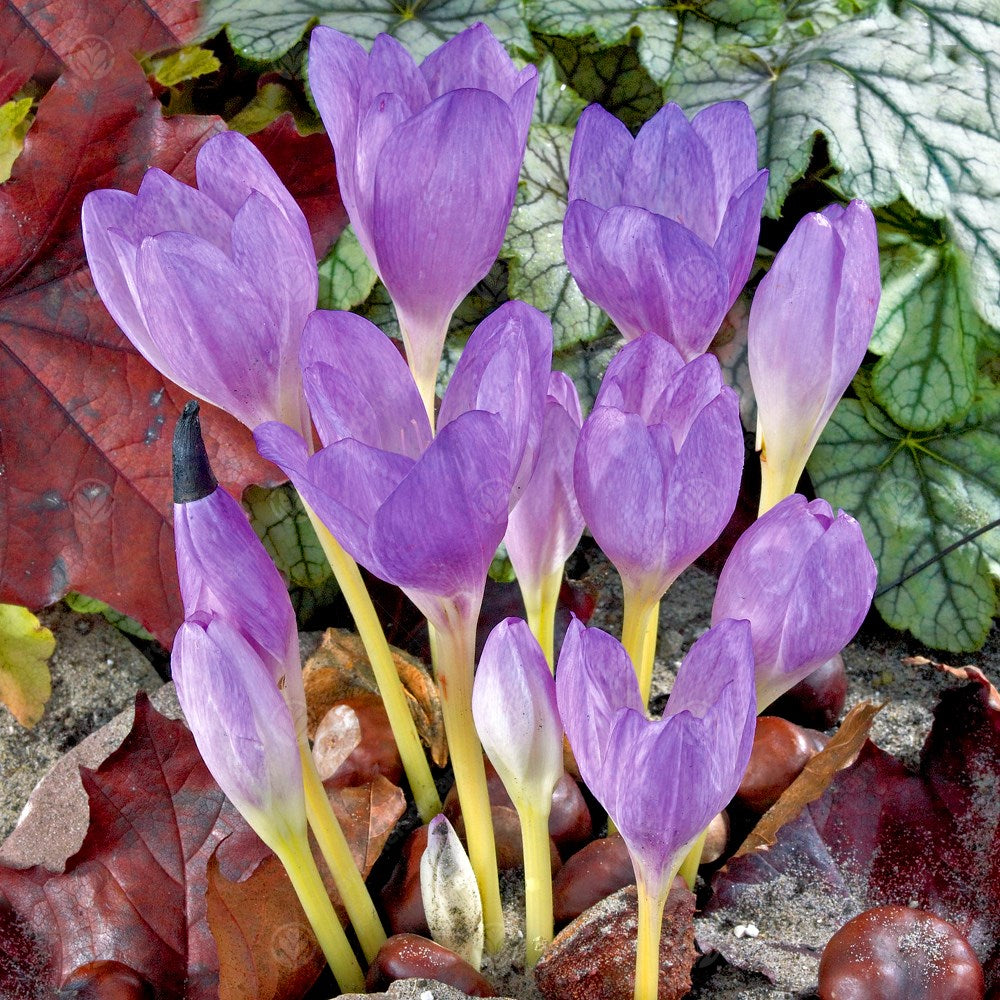 Crocus Colchicum The Giant -MASTER-