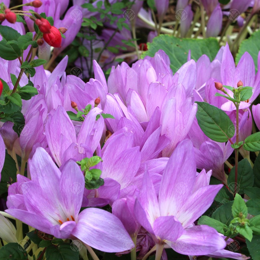 Crocus Colchicum The Giant -MASTER-