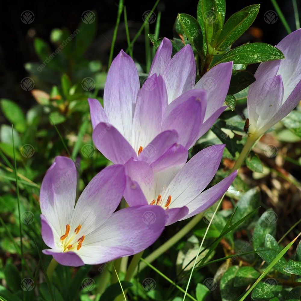 Crocus Colchicum The Giant -MASTER-