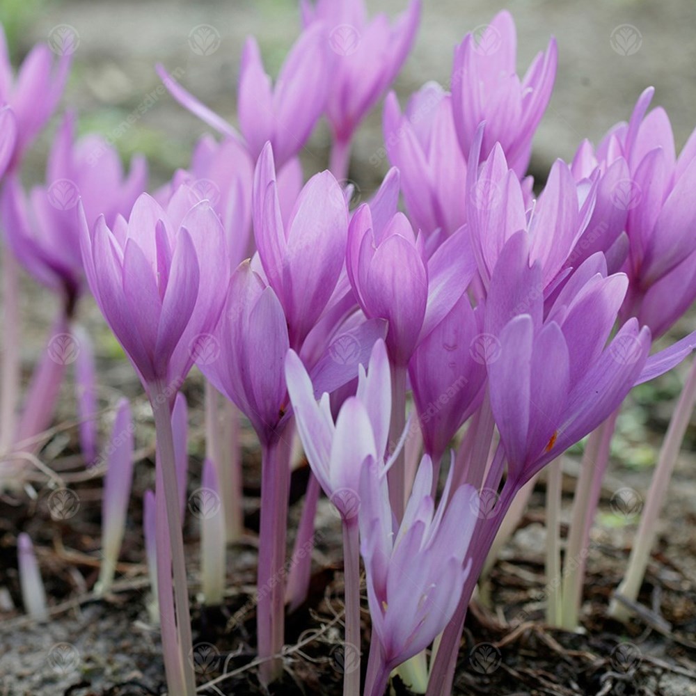 Crocus Colchicum The Giant -MASTER-