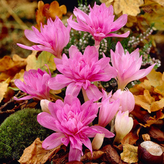Crocus Colchicum Waterlily -MASTER-