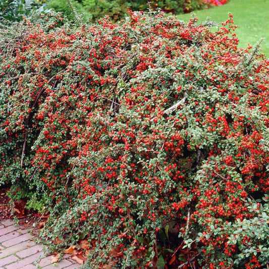 Cotoneaster Horizontalis