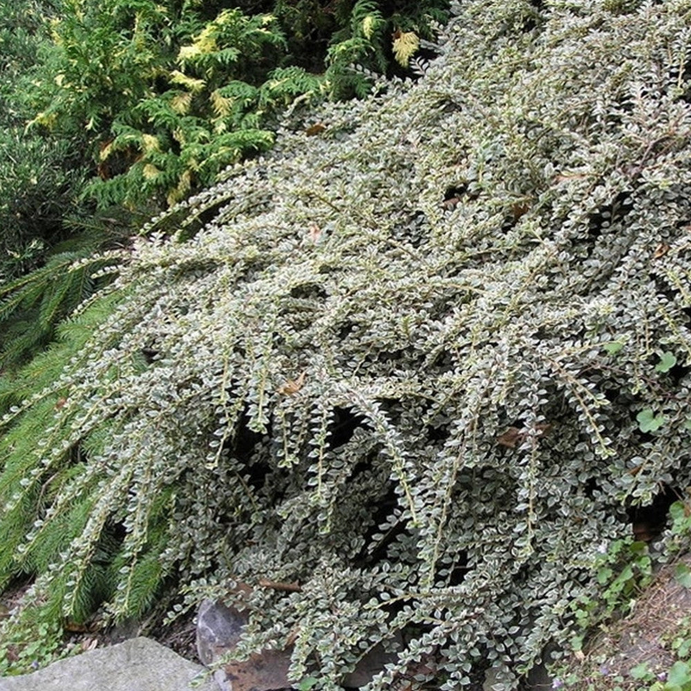 Cotoneaster Variegatus