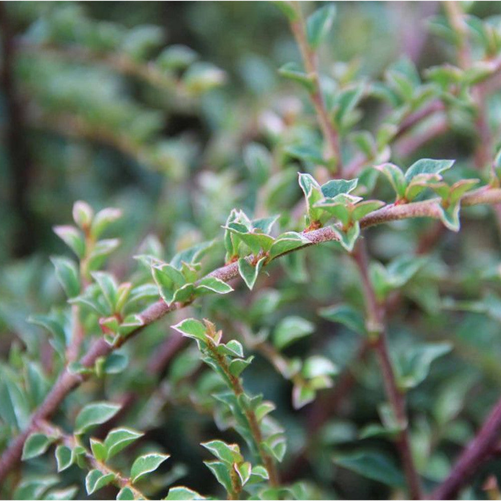 Cotoneaster Variegatus