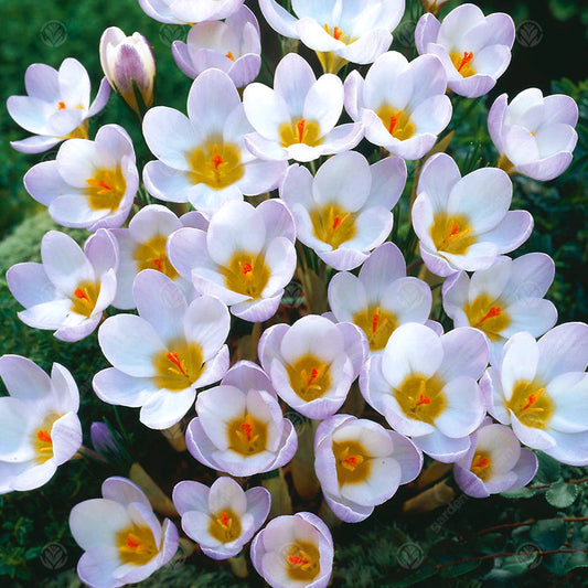 Crocus Blue Pearl -MASTER-