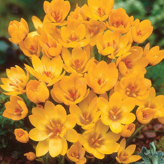 Crocus Goldilocks -MASTER-