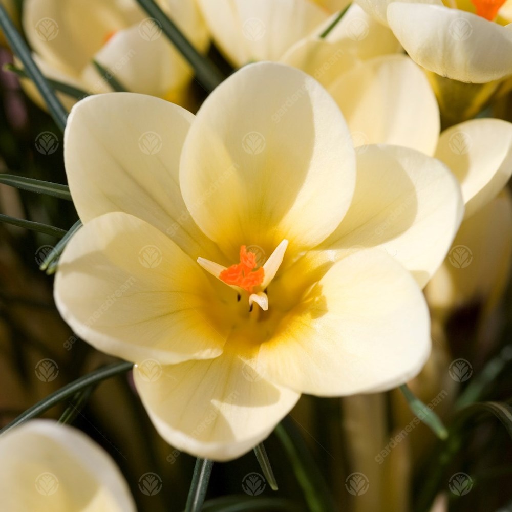 Crocus Cream Beauty -MASTER-