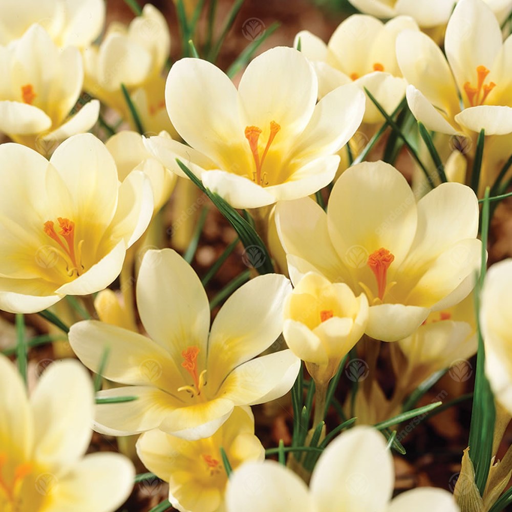 Crocus Cream Beauty -MASTER-