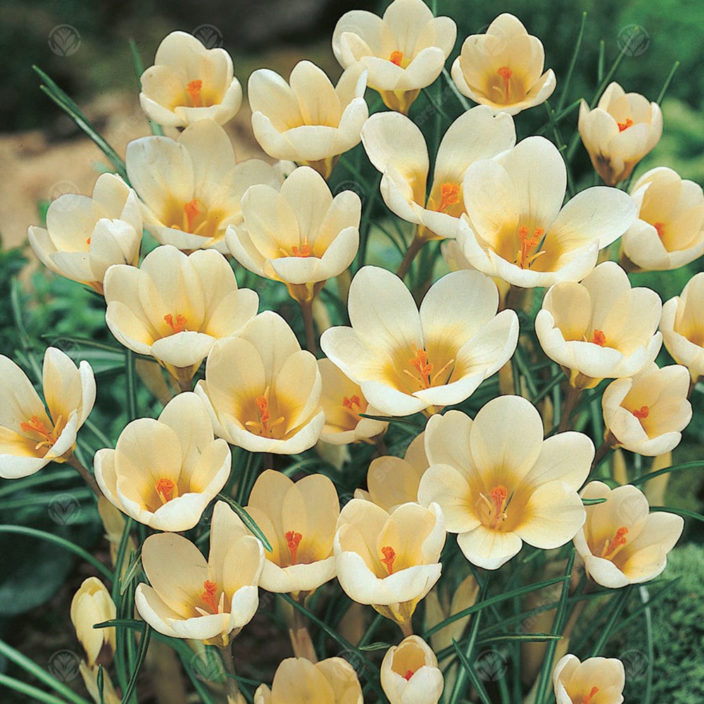 Crocus Cream Beauty -MASTER-