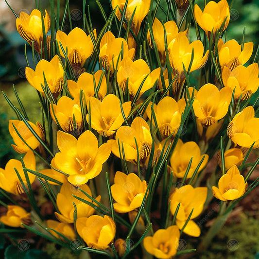 Crocus Fuscotinctus -MASTER-