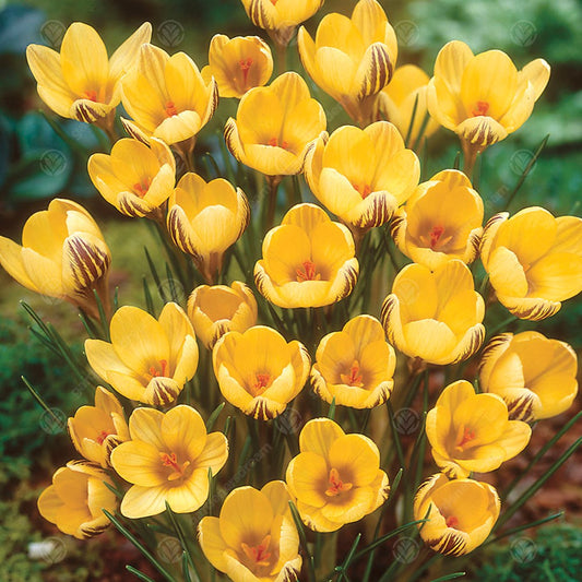 Crocus Gipsy Girl -MASTER-