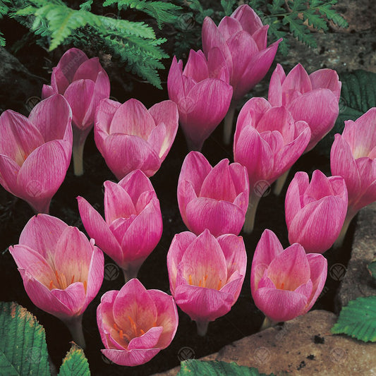 Crocus Kotschyanus -MASTER-