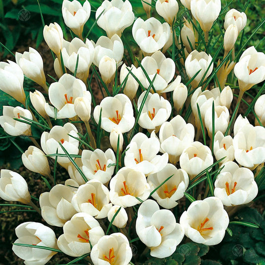 Crocus Miss Vain -MASTER-