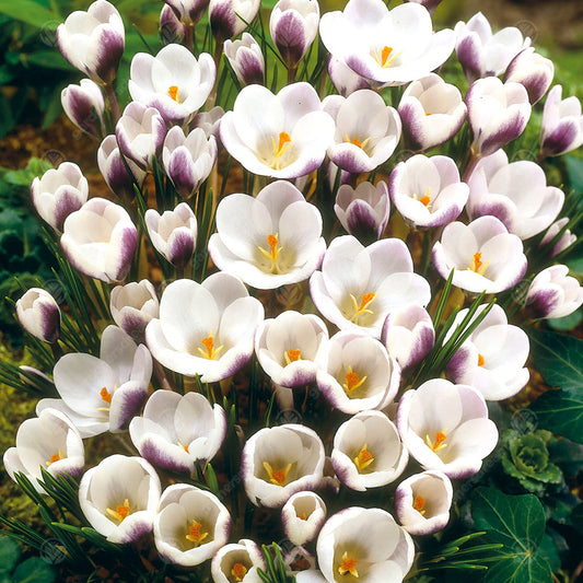 Crocus Prins Claus -MASTER-