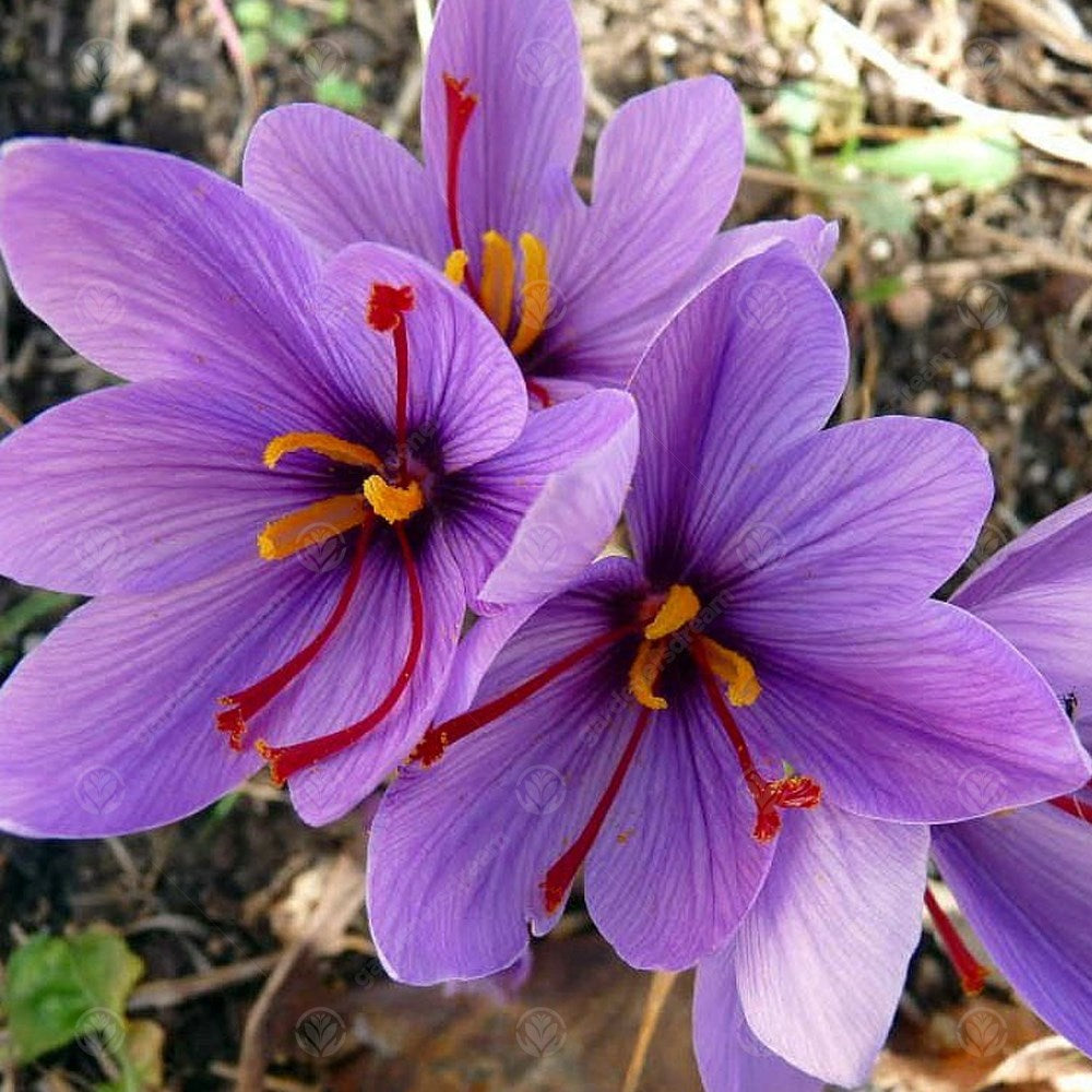 Crocus Sativus -MASTER-