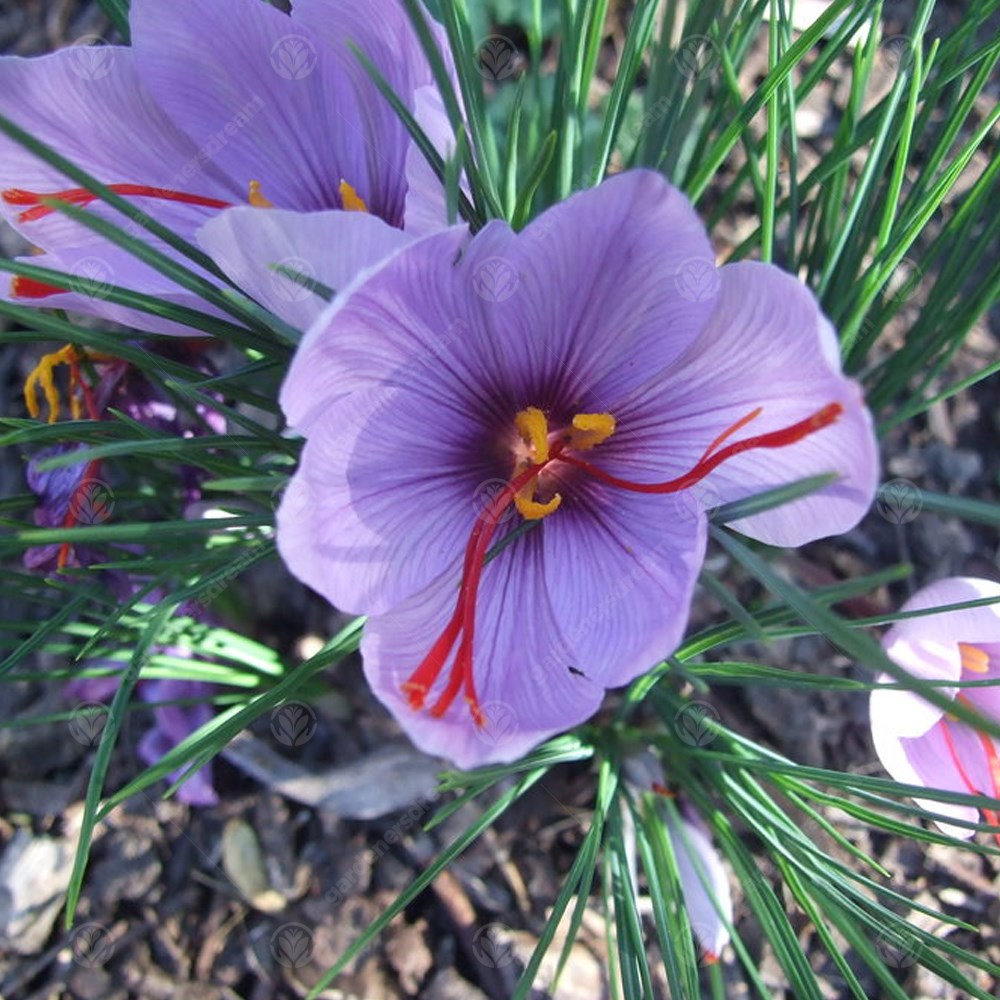 Crocus Sativus -MASTER-