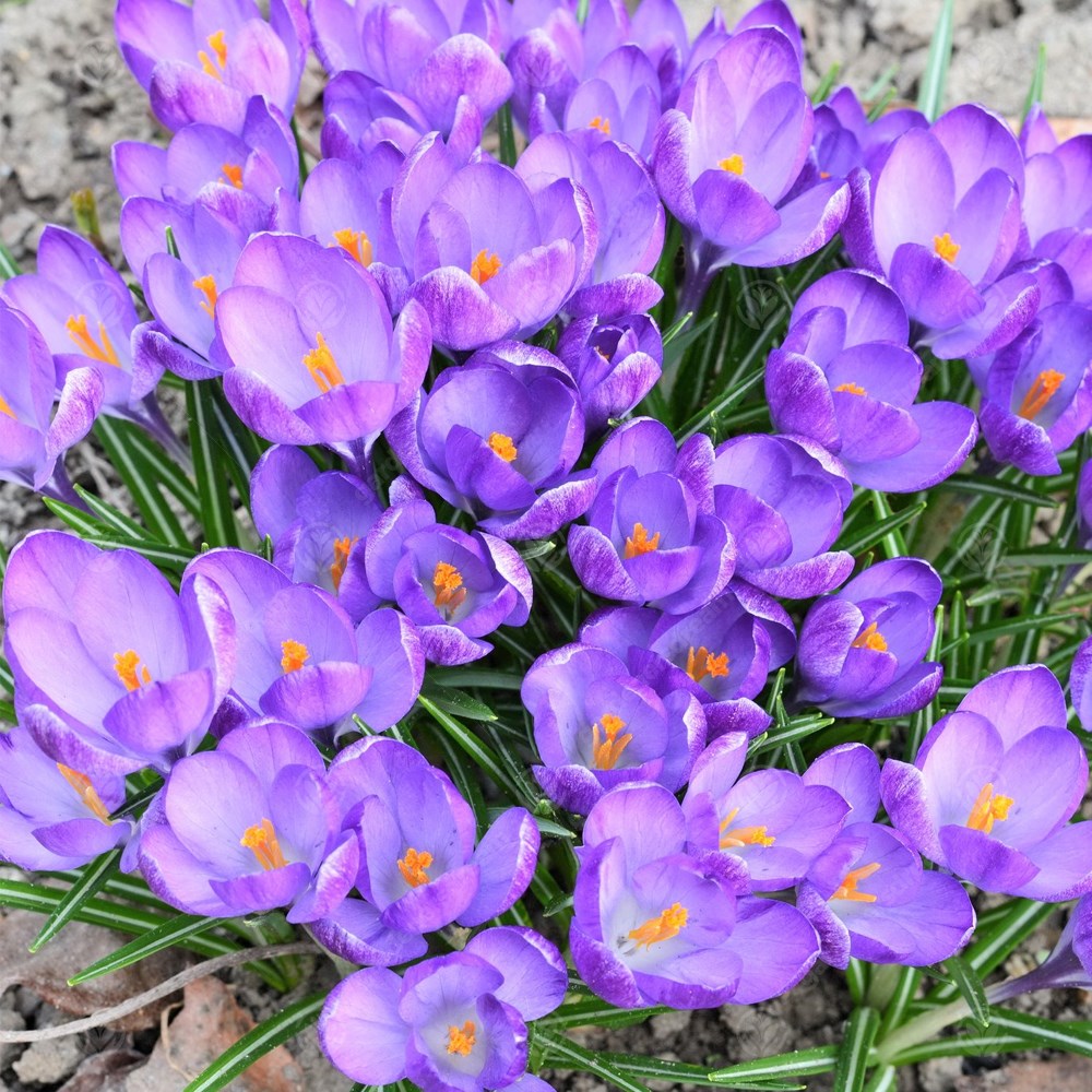 Crocus Sativus -MASTER-