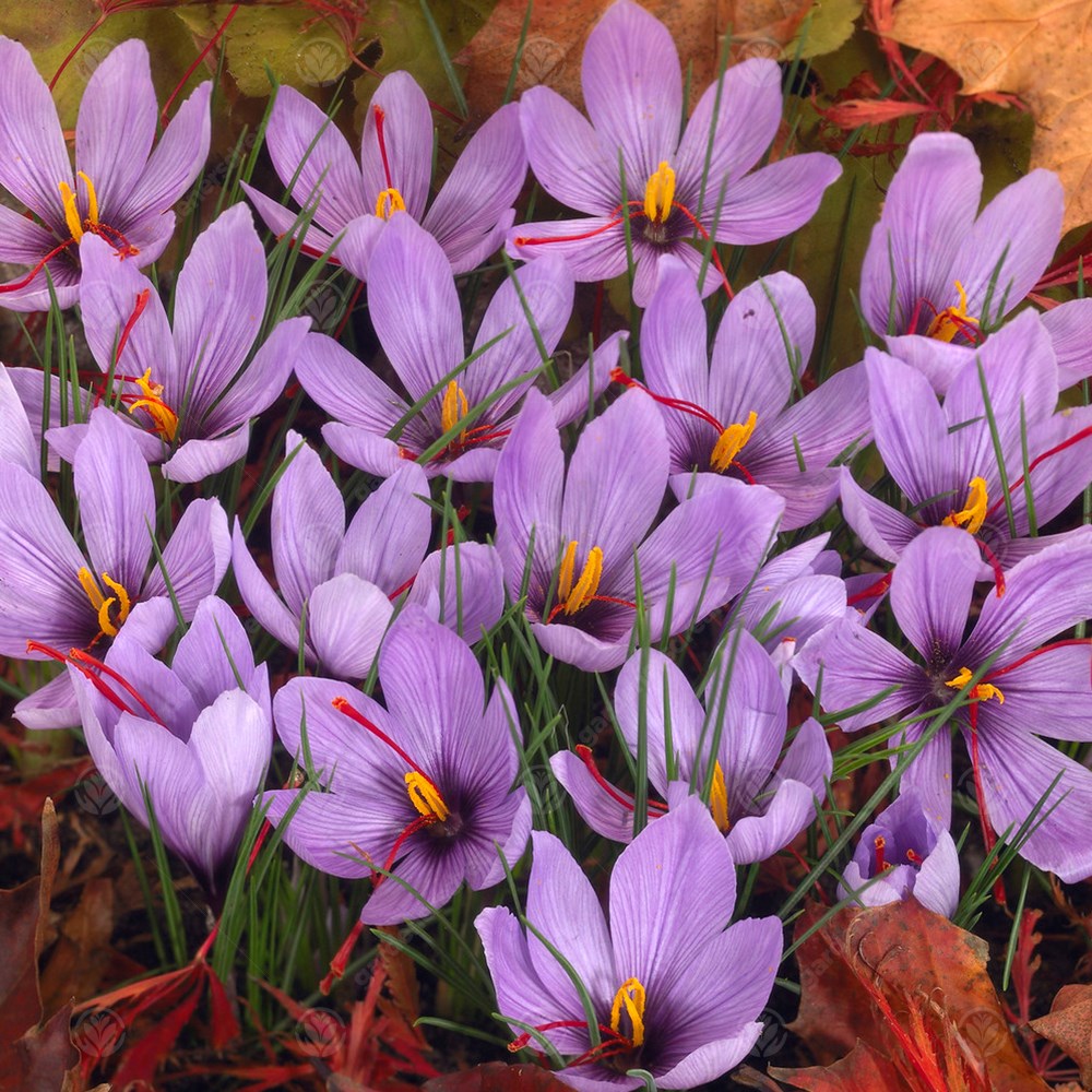 Crocus Sativus -MASTER-