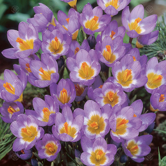 Crocus Sieberi Tricolour -MASTER-