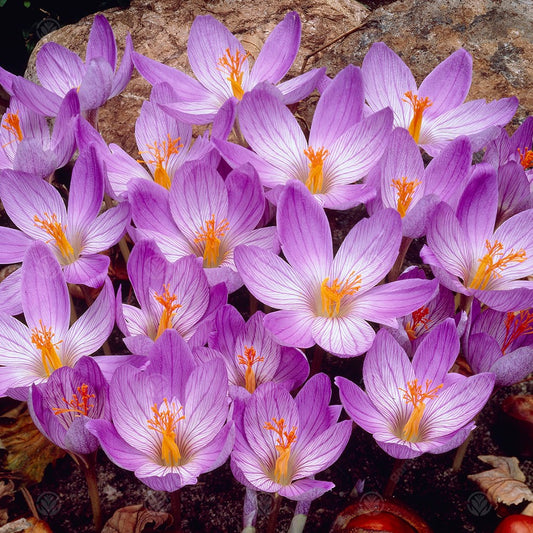 Crocus Conqueror -MASTER-