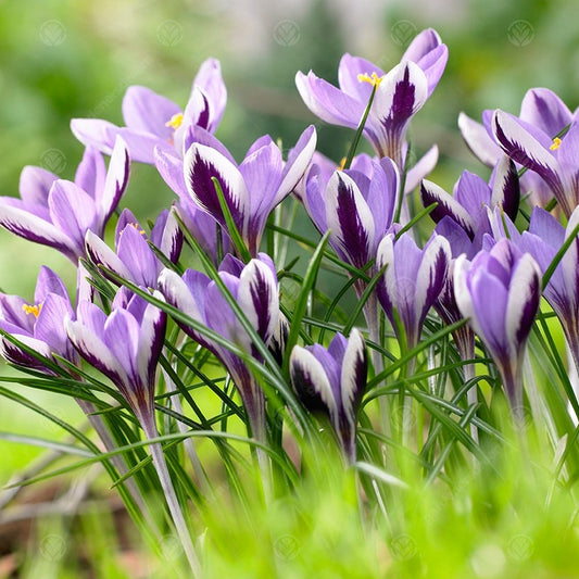 Crocus Spring Beauty -MASTER-