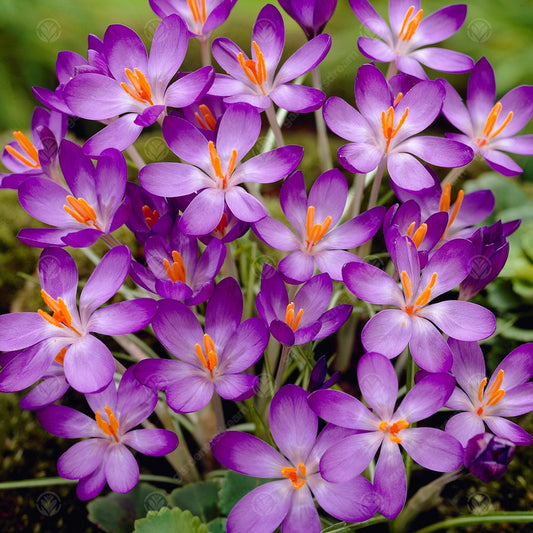 Crocus Whitewell Purple -MASTER-