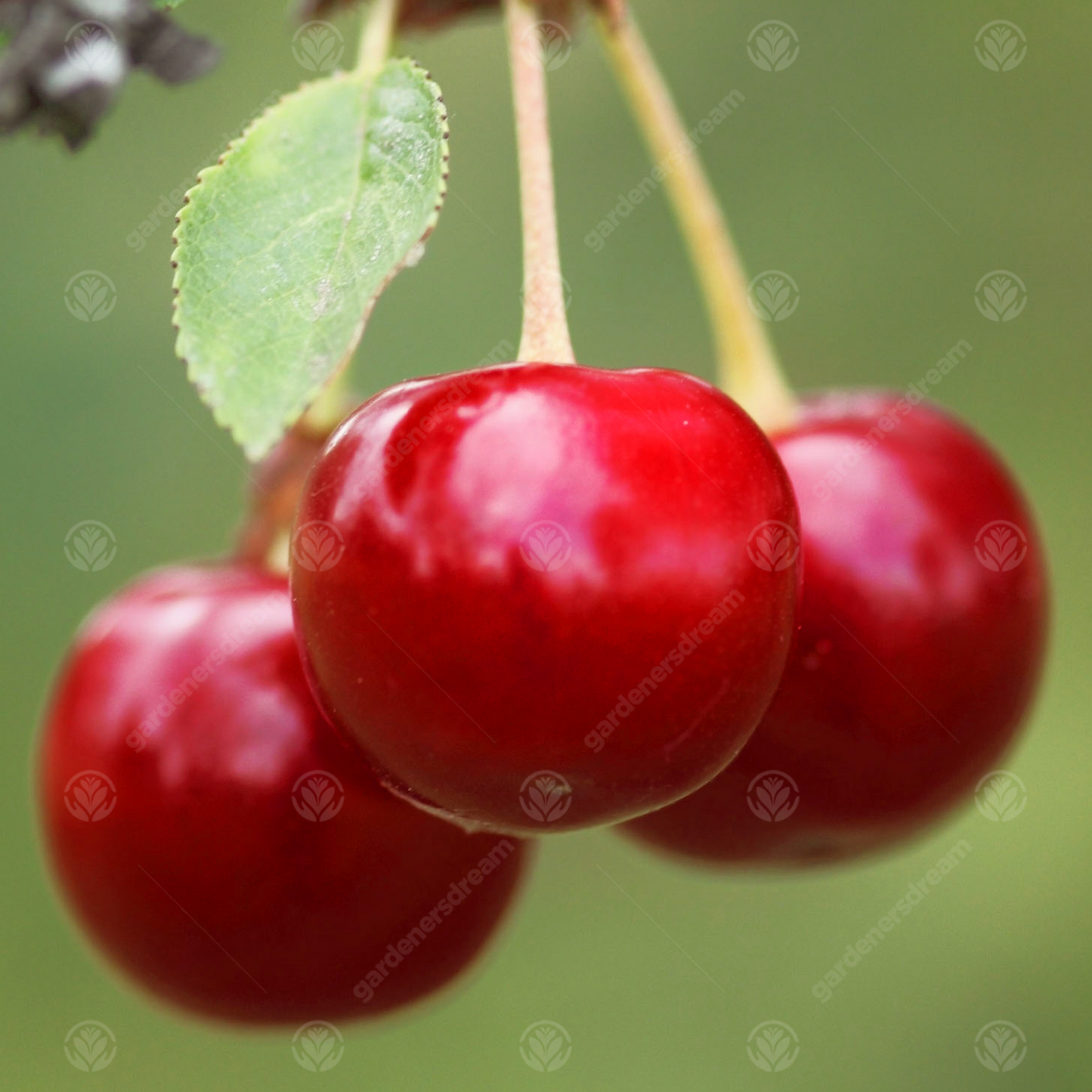 Cherry Summer Sun (12L, 4-5ft)