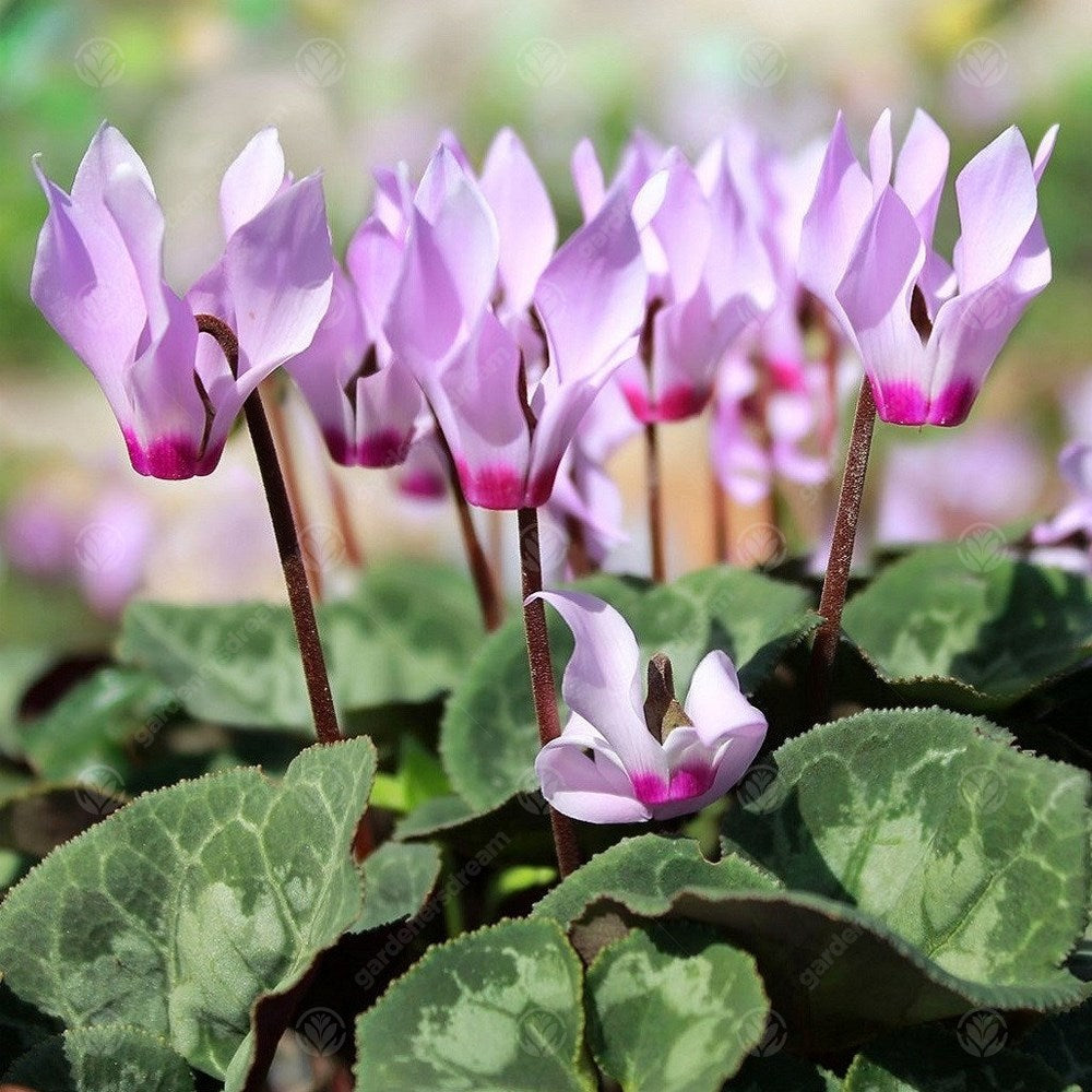 Cyclamen Cilcium -MASTER-