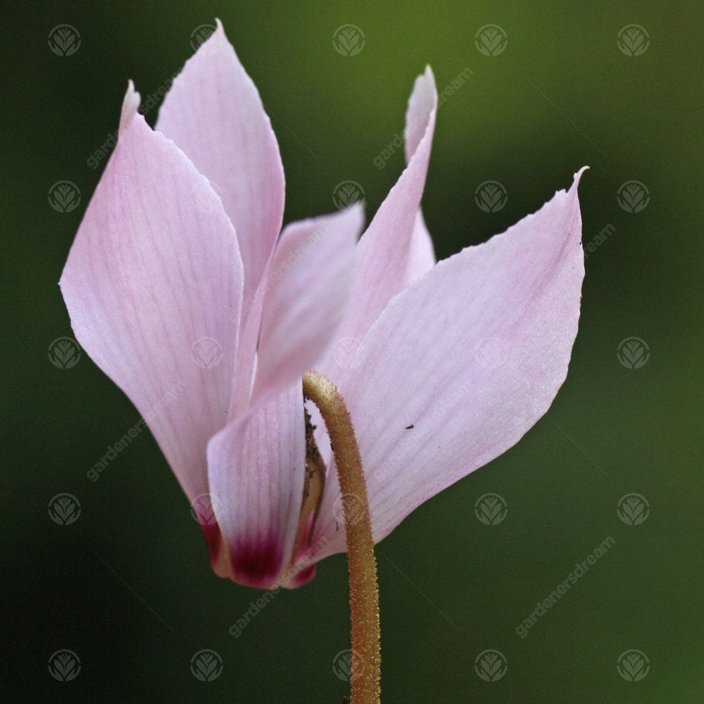 Cyclamen Cilcium -MASTER-