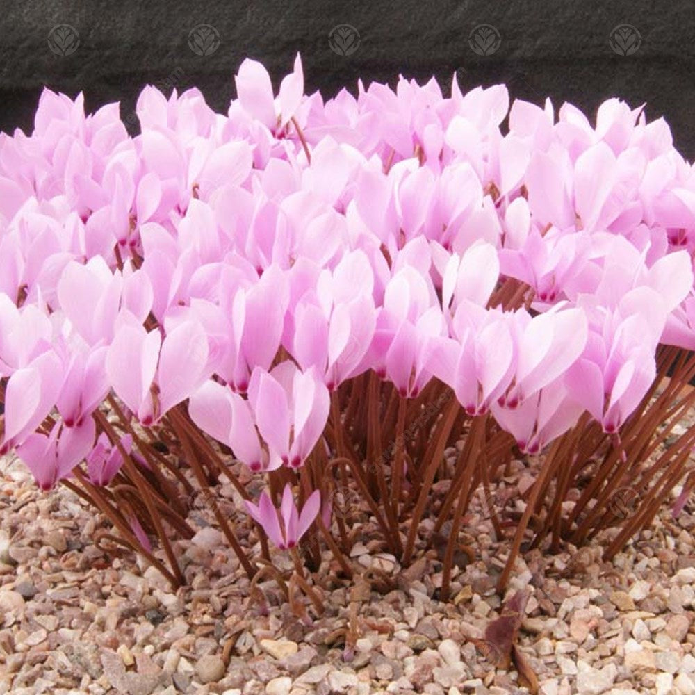 Cyclamen Cilcium -MASTER-